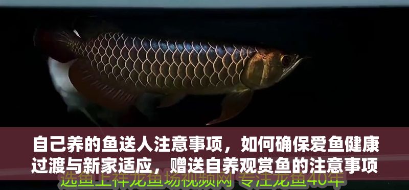 自己養的魚送人注意事項，如何確保愛魚健康過渡與新家適應，贈送自養觀賞魚的注意事項，確保健康過渡與新家適應指南