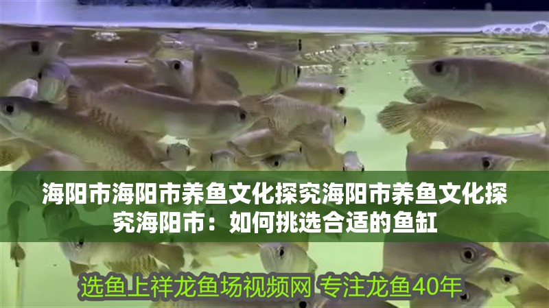 海陽市海陽市養魚文化探究海陽市養魚文化探究海陽市：如何挑選合適的魚缸