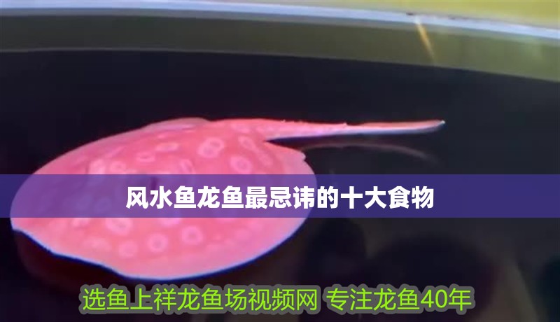 風水魚龍魚最忌諱的十大食物