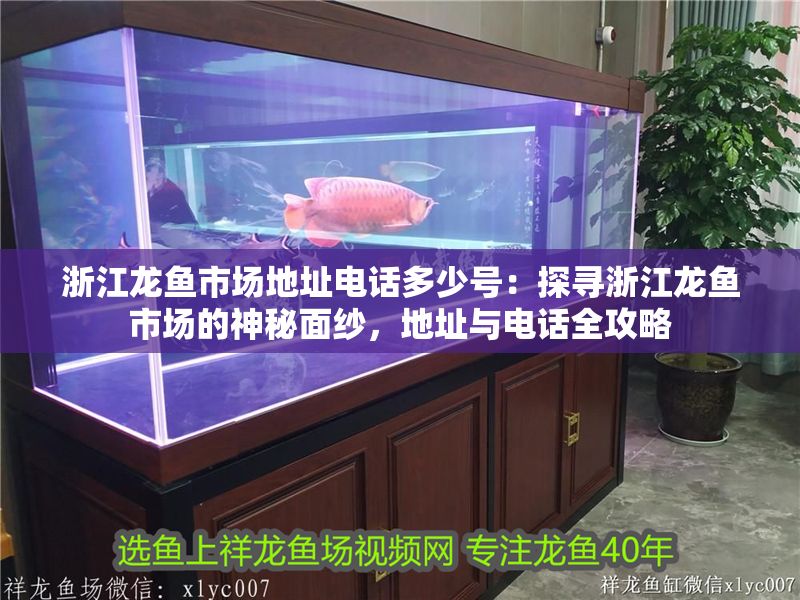 浙江龍魚市場地址電話多少號：探尋浙江龍魚市場的神秘面紗，地址與電話全攻略