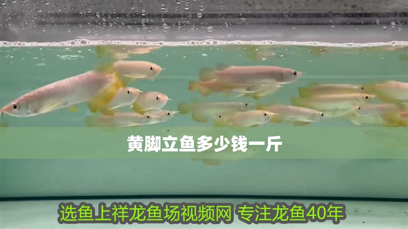 黃腳立魚多少錢一斤