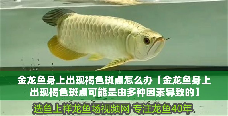 金龍魚身上出現褐色斑點怎么辦【金龍魚身上出現褐色斑點可能是由多種因素導致的】