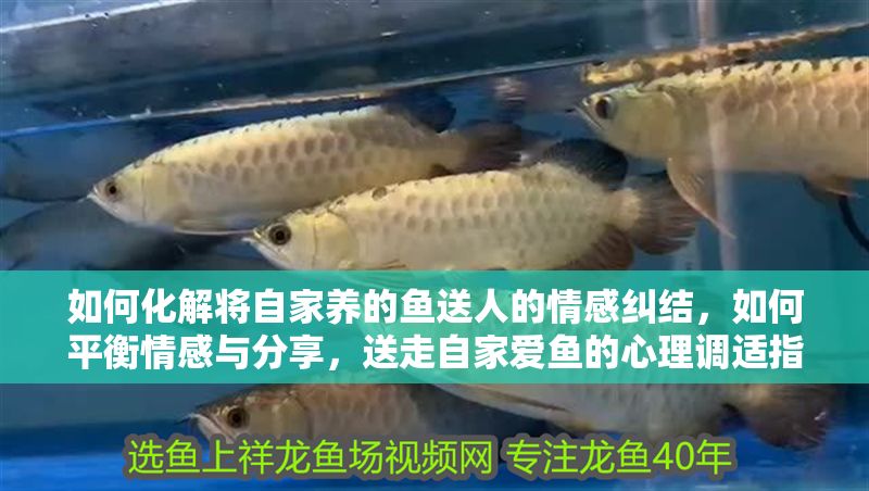 如何化解將自家養(yǎng)的魚送人的情感糾結(jié)，如何平衡情感與分享，送走自家愛魚的心理調(diào)適指南