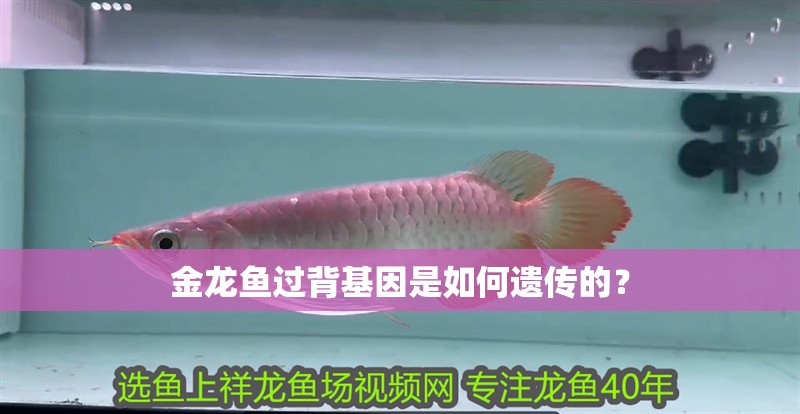 金龍魚過背基因是如何遺傳的？