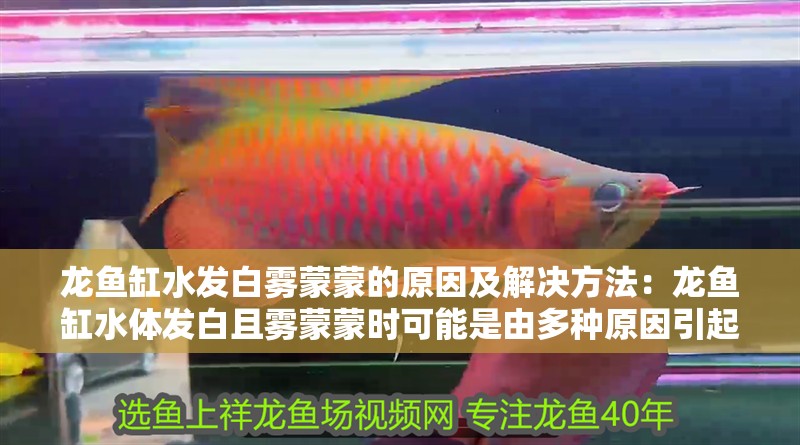 龍魚缸水發白霧蒙蒙的原因及解決方法：龍魚缸水體發白且霧蒙蒙時可能是由多種原因引起的