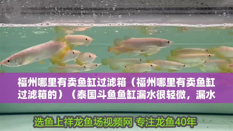 福州哪里有賣魚缸過濾箱（福州哪里有賣魚缸過濾箱的）（泰國斗魚魚缸漏水很輕微，漏水很輕微，魚缸漏水很輕微）