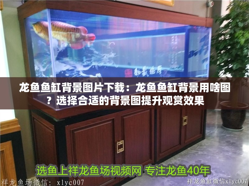 龍魚魚缸背景圖片下載：龍魚魚缸背景用啥圖？選擇合適的背景圖提升觀賞效果