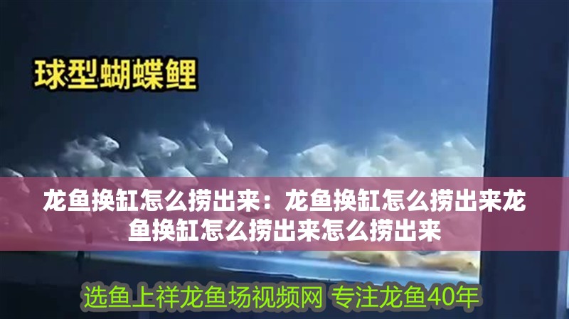 龍魚換缸怎么撈出來：龍魚換缸怎么撈出來龍魚換缸怎么撈出來怎么撈出來