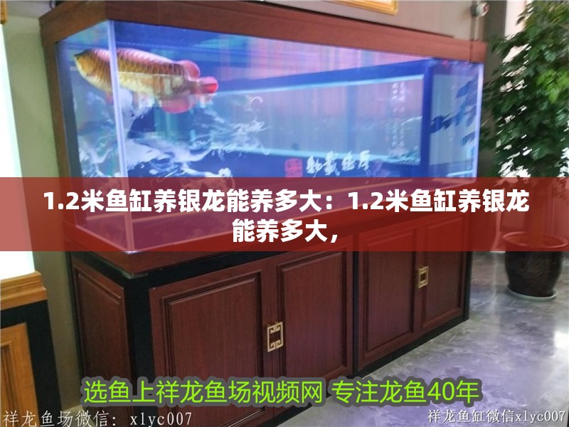 1.2米魚缸養銀龍能養多大：1.2米魚缸養銀龍能養多大，
