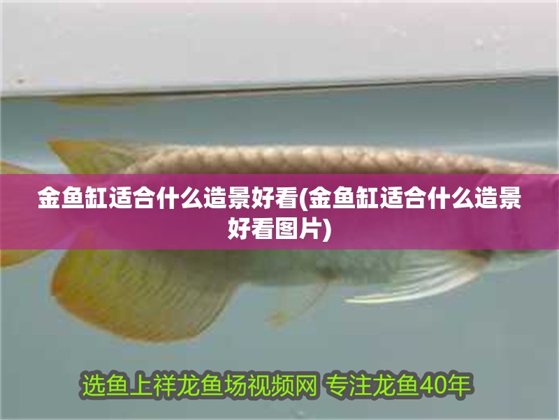 金魚缸適合什么造景好看(金魚缸適合什么造景好看圖片)