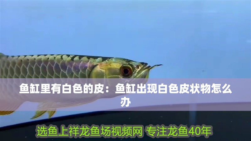 魚缸里有白色的皮：魚缸出現(xiàn)白色皮狀物怎么辦