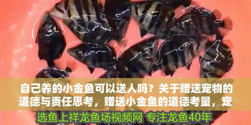 自己養的小金魚可以送人嗎？關于贈送寵物的道德與責任思考，贈送小金魚的道德考量，寵物轉贈背后的責任與倫理 自己養的小金魚可以送人嗎？關于贈送寵物的道德與責任思考，贈送小金魚的道德考量，寵物轉贈背后的責任與倫理 龍魚百科 第1張