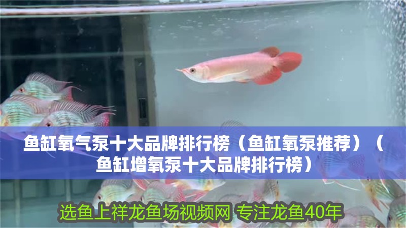 魚缸氧氣泵十大品牌排行榜（魚缸氧泵推薦）（魚缸增氧泵十大品牌排行榜）