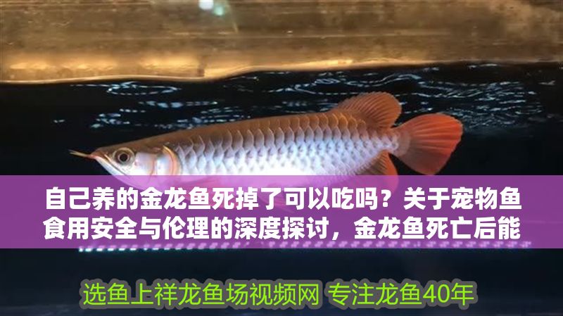自己養的金龍魚死掉了可以吃嗎？關于寵物魚食用安全與倫理的深度探討，金龍魚死亡后能否食用？解析寵物魚食用安全與倫理爭議