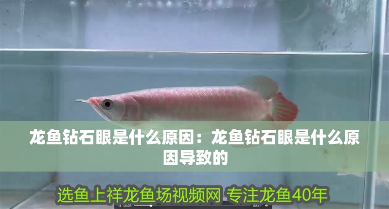 龍魚鉆石眼是什么原因：龍魚鉆石眼是什么原因導致的