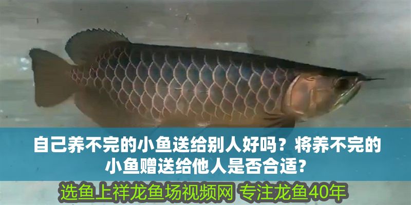 自己養(yǎng)不完的小魚送給別人好嗎？將養(yǎng)不完的小魚贈(zèng)送給他人是否合適？