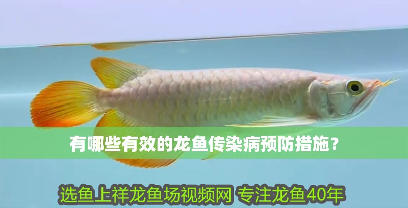 有哪些有效的龍魚(yú)傳染病預(yù)防措施？
