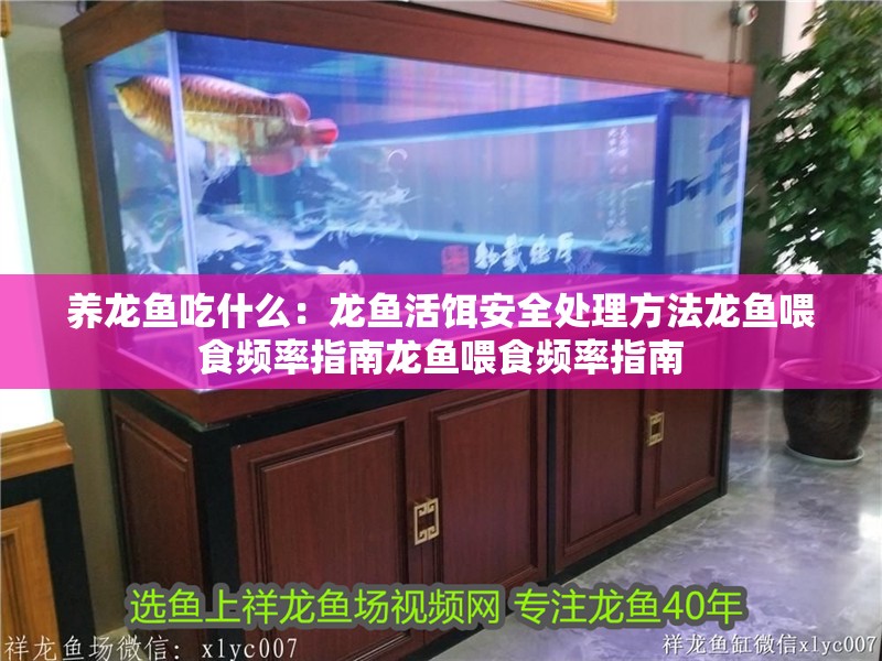 養龍魚吃什么：龍魚活餌安全處理方法龍魚喂食頻率指南龍魚喂食頻率指南 養龍魚吃什么：龍魚活餌安全處理方法龍魚喂食頻率指南龍魚喂食頻率指南 龍魚百科
