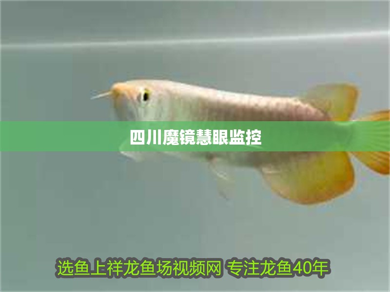 四川魔鏡慧眼監控