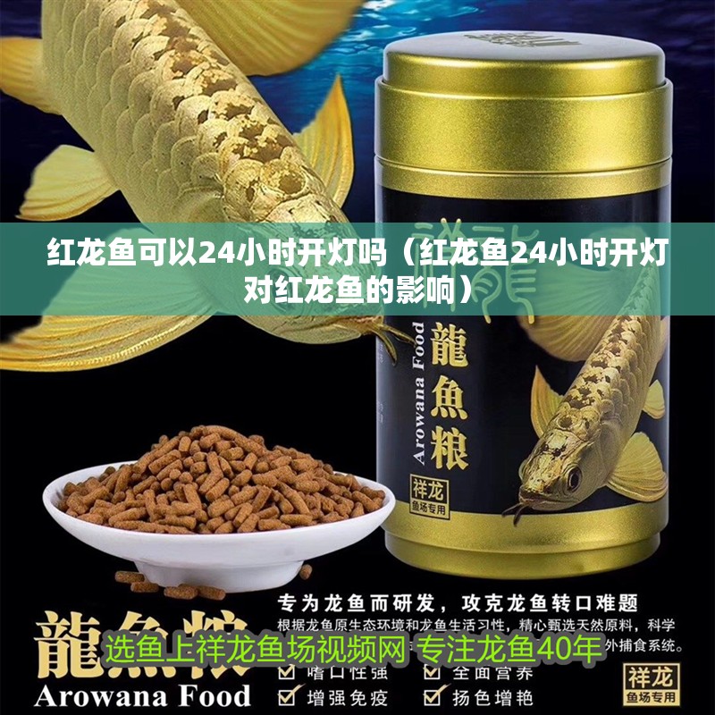 紅龍魚可以24小時開燈嗎（紅龍魚24小時開燈對紅龍魚的影響）