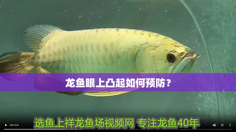 龍魚眼上凸起如何預防？