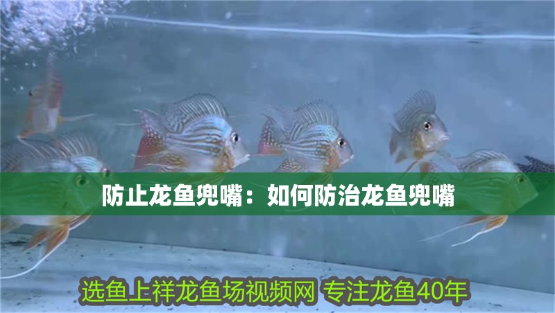 防止龍魚兜嘴：如何防治龍魚兜嘴