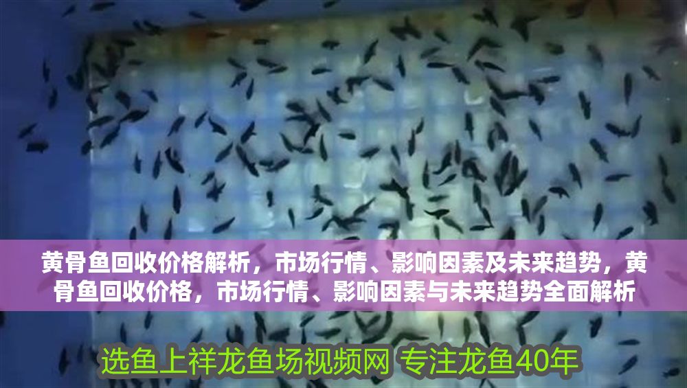黃骨魚回收價(jià)格解析，市場(chǎng)行情、影響因素及未來趨勢(shì)，黃骨魚回收價(jià)格，市場(chǎng)行情、影響因素與未來趨勢(shì)全面解析