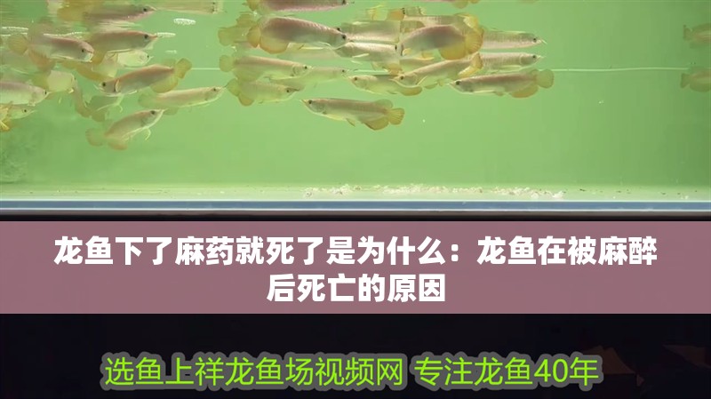 龍魚下了麻藥就死了是為什么：龍魚在被麻醉后死亡的原因