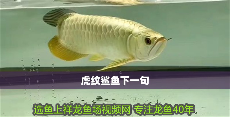 虎紋鯊魚下一句