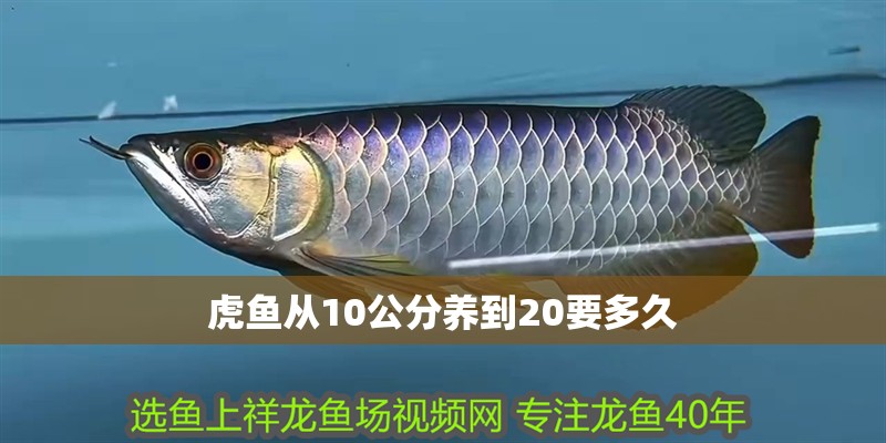 虎魚從10公分養(yǎng)到20要多久