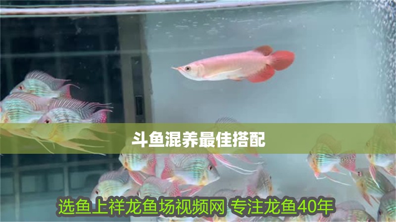 斗魚混養最佳搭配