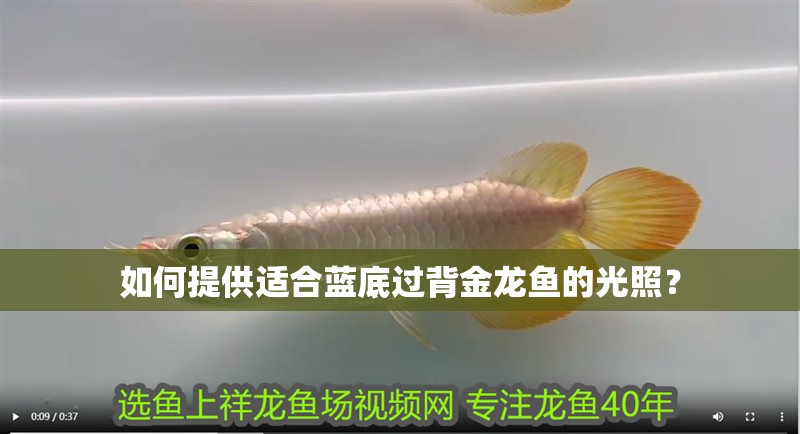 如何提供適合藍(lán)底過背金龍魚的光照？