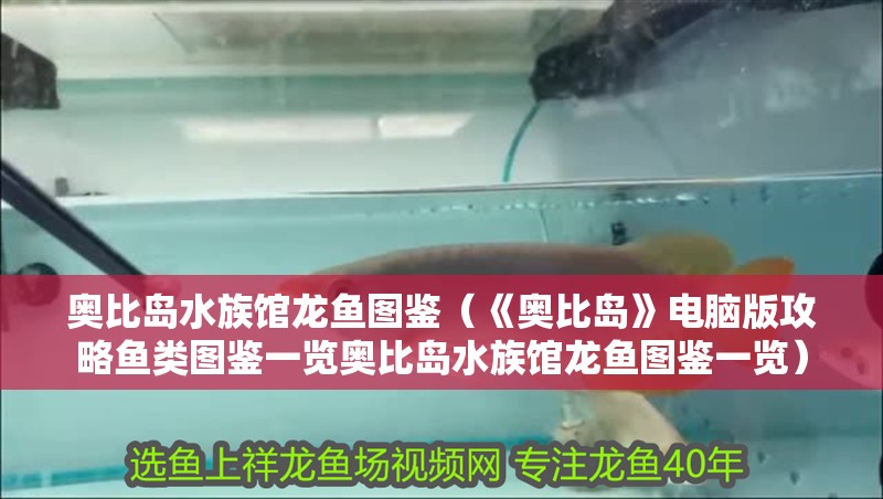 我的虎魚真菌感染了要怎么處理 奧比島水族館龍魚圖鑒(《奧比島》電腦版攻略魚類圖鑒一覽奧比島水族館龍魚圖鑒一覽) 龍魚百科 奧比島水族館龍魚圖鑒(《奧比島》電腦版攻略魚類圖鑒一覽奧比島水族館龍魚圖鑒一覽) 奧比島水族館龍魚圖鑒(《奧比島》電腦版攻略魚類圖鑒一覽奧比島水族館龍魚圖鑒一覽) 龍魚百科