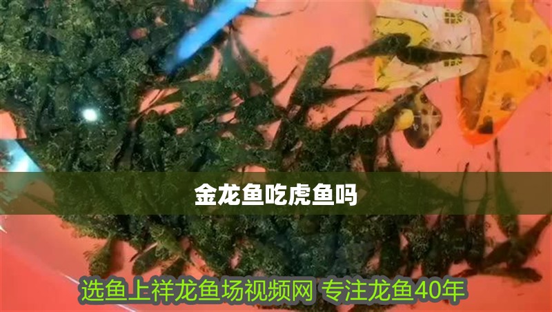 金龍魚吃虎魚嗎