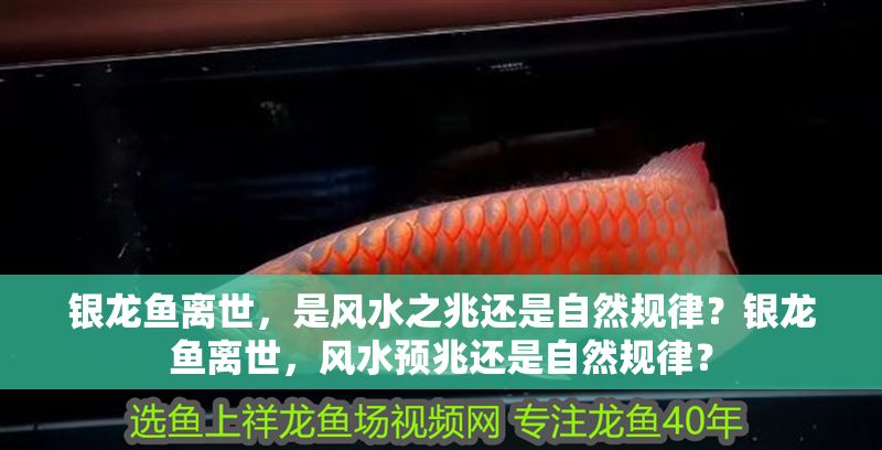 銀龍魚離世，是風(fēng)水之兆還是自然規(guī)律？銀龍魚離世，風(fēng)水預(yù)兆還是自然規(guī)律？
