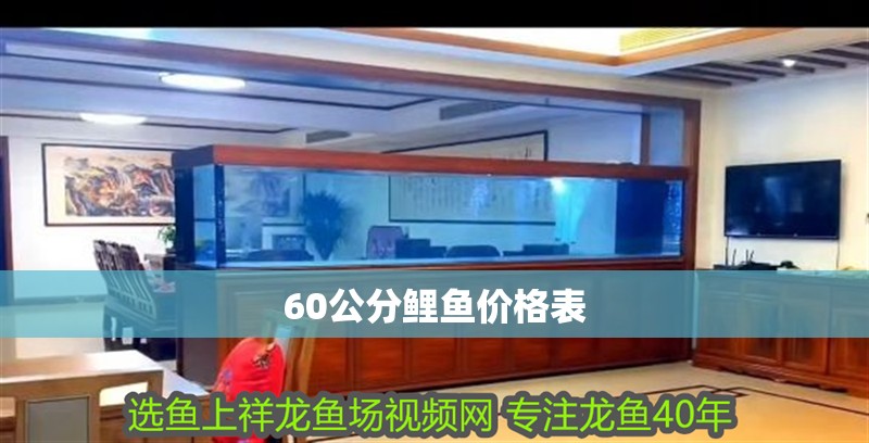 60公分鯉魚價格表