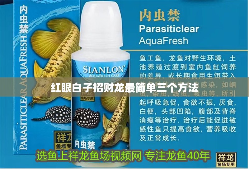 紅眼白子招財龍最簡單三個方法