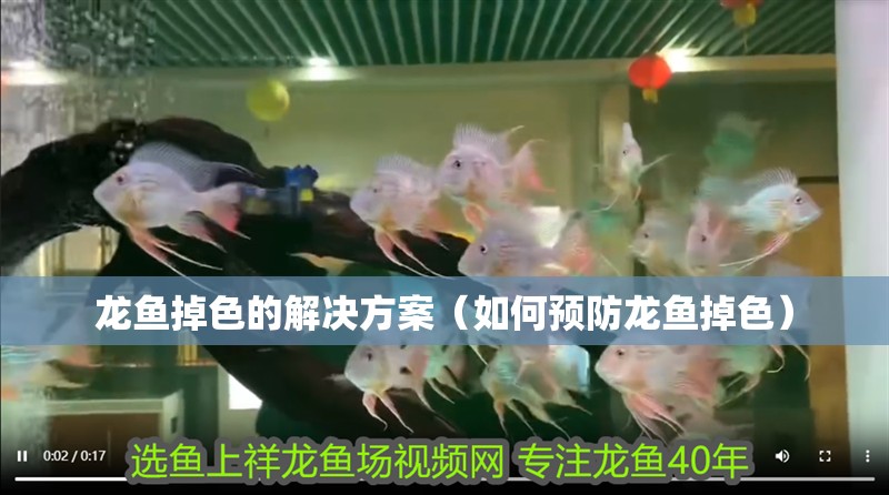 龍魚掉色的解決方案（如何預(yù)防龍魚掉色）