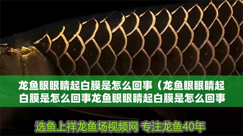 龍魚眼眼睛起白膜是怎么回事（龍魚眼眼睛起白膜是怎么回事龍魚眼眼睛起白膜是怎么回事）