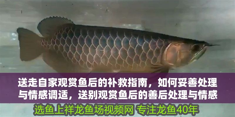 送走自家觀賞魚后的補救指南，如何妥善處理與情感調適，送別觀賞魚后的善后處理與情感修復指南