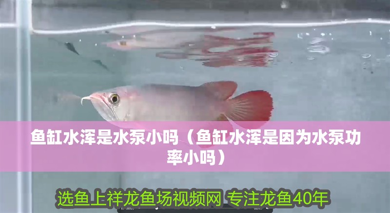 魚缸水渾是水泵小嗎（魚缸水渾是因為水泵功率小嗎）