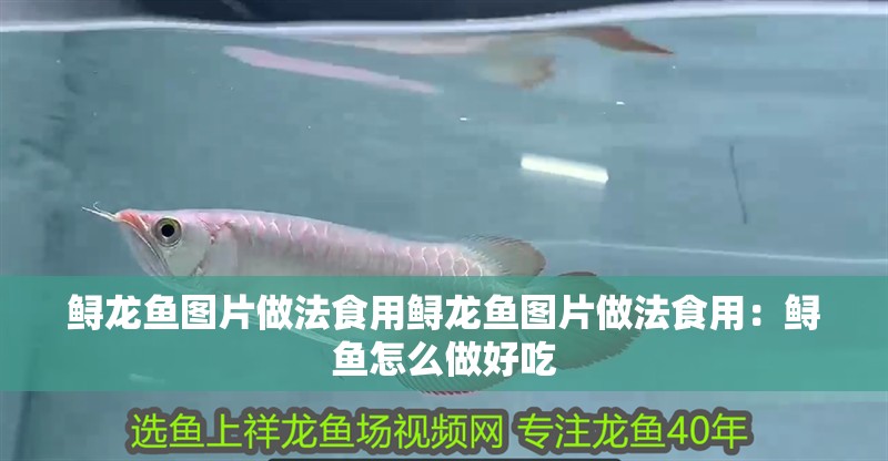 鱘龍魚圖片做法食用鱘龍魚圖片做法食用：鱘魚怎么做好吃