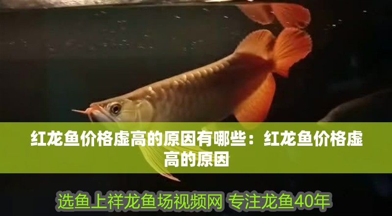 紅龍魚價格虛高的原因有哪些：紅龍魚價格虛高的原因