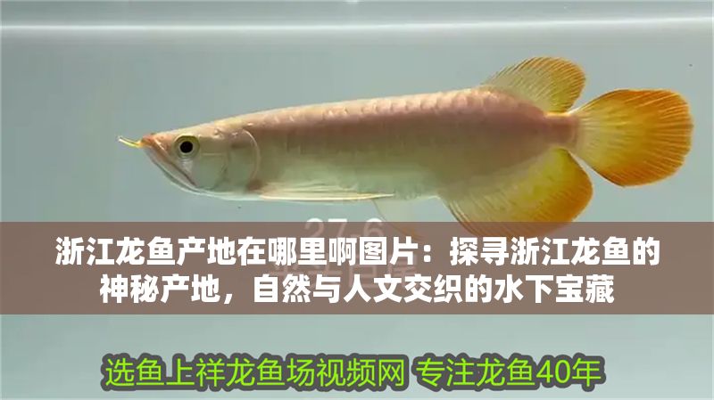 <strong><mark>浙江</mark></strong>龍魚產地在哪里啊圖片：探尋<strong><mark>浙江</mark></strong>龍魚的神秘產地，自然與人文交織的水下寶藏