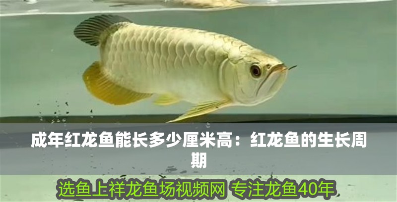 成年紅龍魚能長多少厘米高：紅龍魚的生長周期