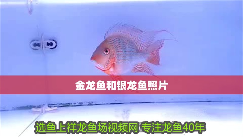 金龍魚(yú)和銀龍魚(yú)照片