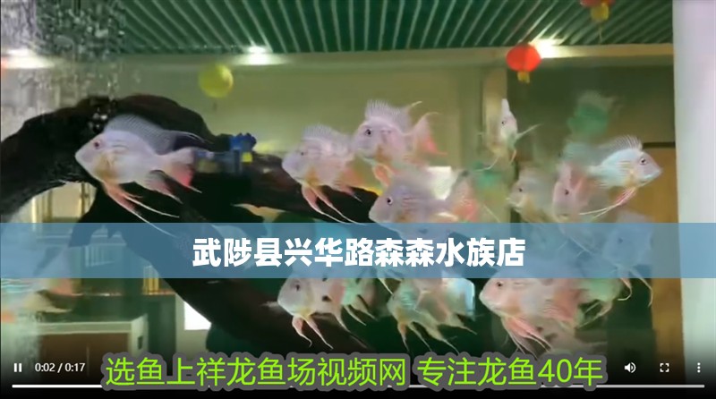 武陟縣興華路森森水族店