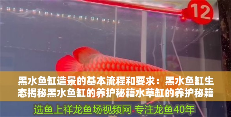 黑水魚缸造景的基本流程和要求：黑水魚缸生態揭秘黑水魚缸的養護秘籍水草缸的養護秘籍