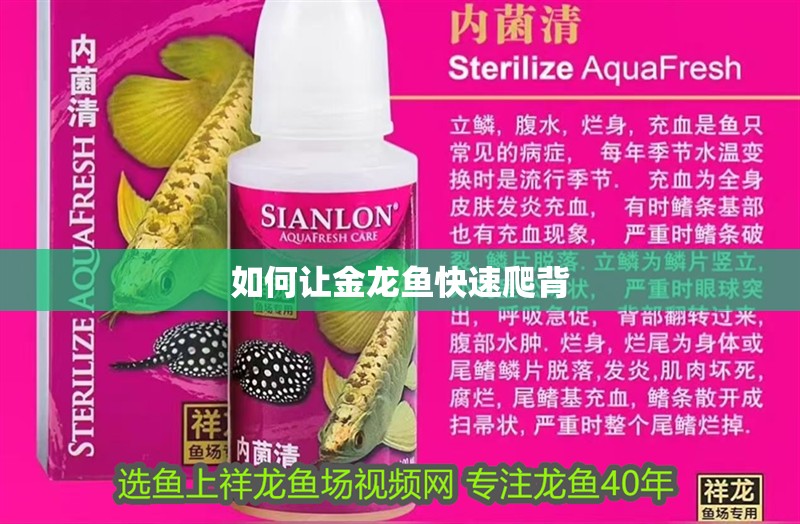 如何讓金龍魚快速爬背