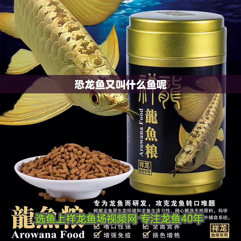 恐龍魚又叫什么魚呢 恐龍魚又叫什么魚呢 龍魚百科